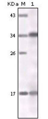 Western Blot: IFN-alpha 1 Antibody (1B1A4)BSA Free [NBP1-51538]