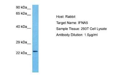 Western Blot: IFN-alpha G/IFNA5 Antibody [NBP2-82257]