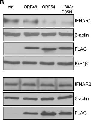 Western Blot: IFN-alpha/beta R2 Antibody [NBP1-31665]