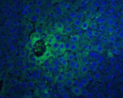 Immunocytochemistry/ Immunofluorescence: IFN-beta Antibody - BSA Free [NBP1-77288]