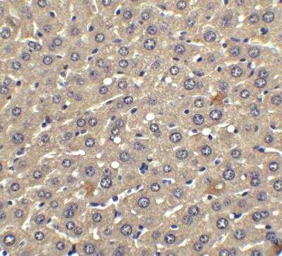 Immunohistochemistry-Paraffin: IFN-beta Antibody - BSA Free [NBP1-77288]