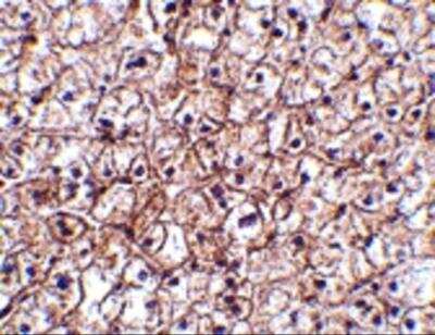 Immunohistochemistry-Paraffin: IFN-beta Antibody - BSA Free [NBP1-77288]