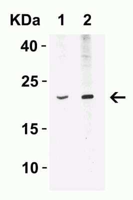Western Blot: IFN-beta AntibodyBSA Free [NBP1-77288]