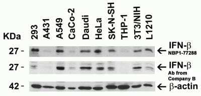 Western Blot: IFN-beta AntibodyBSA Free [NBP1-77288]