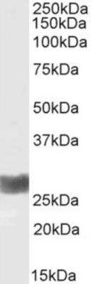 Western Blot: IFN-gamma Antibody (D9D10)ChimericAzide and BSA Free [NBP2-81044]