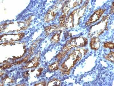 Immunohistochemistry-Paraffin: IFN-gamma Antibody (IFNG/466) [NBP2-53332]