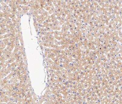 Immunohistochemistry-Paraffin: IFN-gamma Antibody (JM10-10) [NBP2-66900]