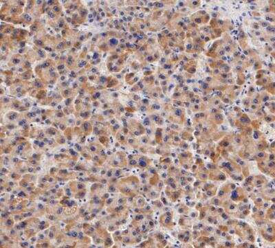 Immunohistochemistry-Paraffin: IFN-gamma Antibody (JM10-10) [NBP2-66900]