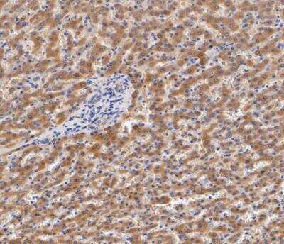 Immunohistochemistry-Paraffin: IFN-gamma Antibody (JM10-10) [NBP2-66900]