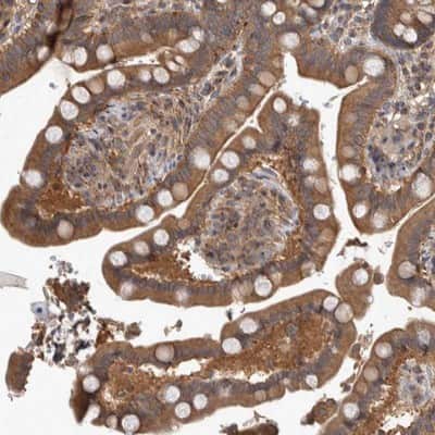 Immunohistochemistry-Paraffin: IFRD1 Antibody [NBP1-87327]