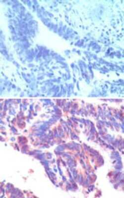 Immunohistochemistry-Paraffin: IFRD1 Antibody [NBP2-24679]