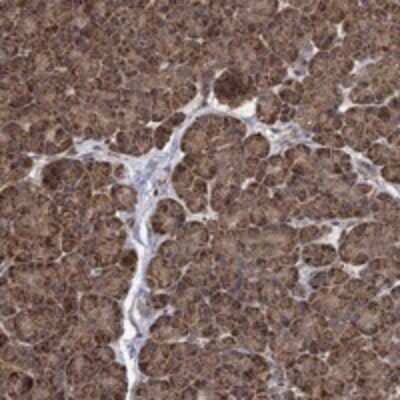 Immunohistochemistry-Paraffin: IFRD1 Antibody [NBP3-17672]