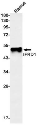 Western Blot: IFRD1 Antibody (S05-2H2) [NBP3-19814]