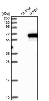 Western Blot: IFRD1 Antibody [NBP1-87327]