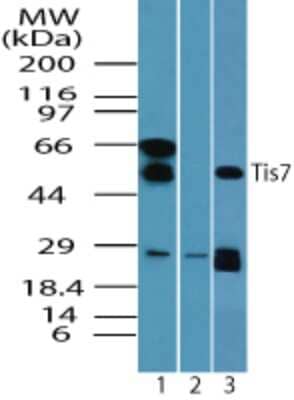 Western Blot: IFRD1 Antibody [NBP2-24679]