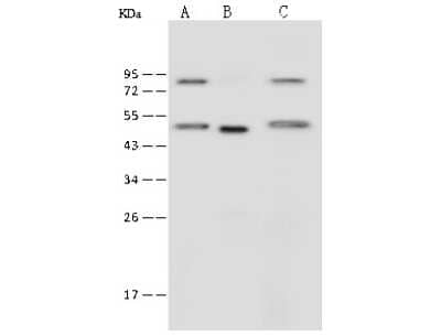 Western Blot: IFRD1 Antibody [NBP2-99593]