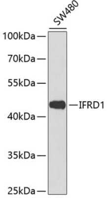 Western Blot: IFRD1 AntibodyBSA Free [NBP3-04566]