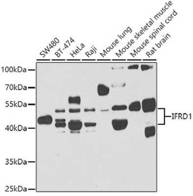 Western Blot: IFRD1 AntibodyBSA Free [NBP3-04567]