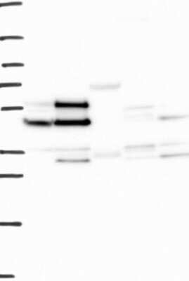 Western Blot: IFRD1 Antibody [NBP3-17672]