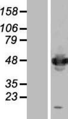 Western Blot: IFRD1 Overexpression Lysate [NBL1-11854]