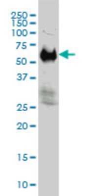 Western Blot: IFRD2 Antibody (1A4-1G1) [H00007866-M01]