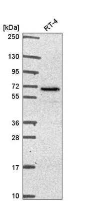 Western Blot: IFRD2 Antibody [NBP2-57153]