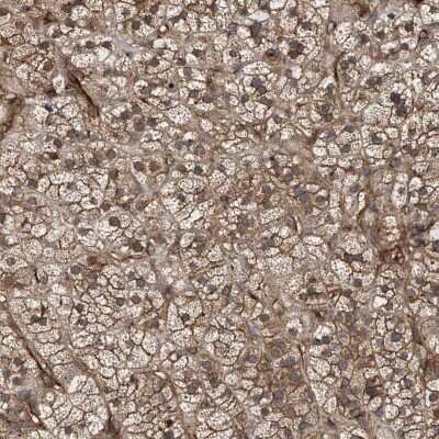 Immunohistochemistry-Paraffin: IFT20 Antibody [NBP1-86424]