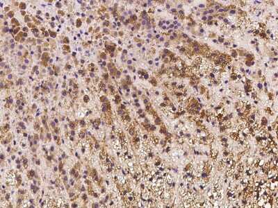 Immunohistochemistry-Paraffin: IFT20 Antibody [NBP2-98642]