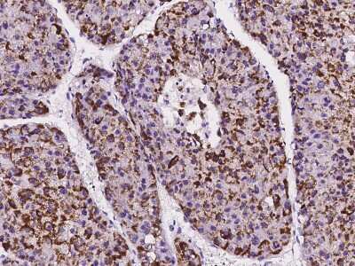 Immunohistochemistry-Paraffin: IFT20 Antibody [NBP2-99594]