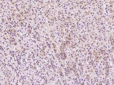 Immunohistochemistry-Paraffin: IFT20 Antibody [NBP2-99594]