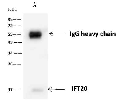 Immunoprecipitation: IFT20 Antibody [NBP2-98642]