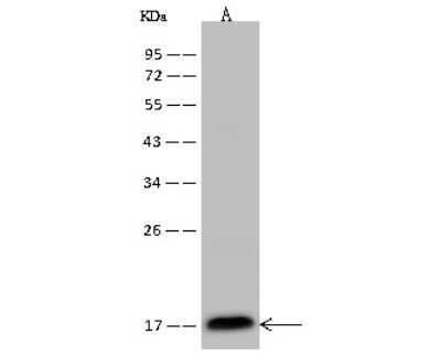 Western Blot: IFT20 Antibody [NBP2-98642]