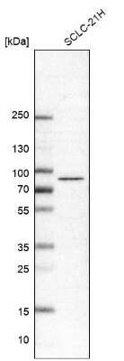 Western Blot: IFT81 Antibody [NBP1-84558]