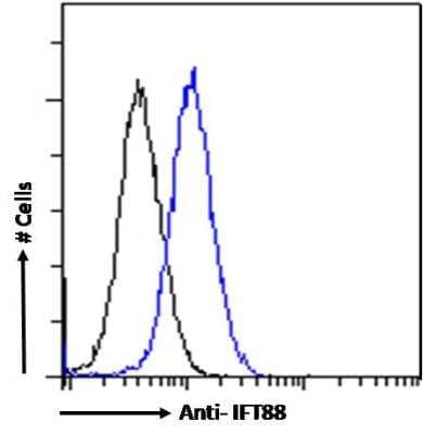 Flow Cytometry: IFT88 Antibody [NB100-2475]