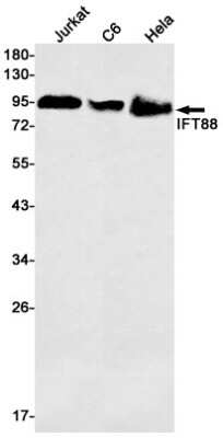 Western Blot: IFT88 Antibody (S01-5D7) [NBP3-15045]