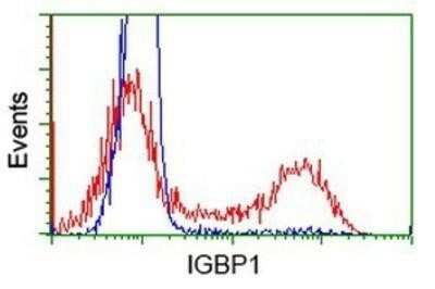 Flow Cytometry: IGBP1 Antibody (OTI4F6) - Azide and BSA Free [NBP2-71009]