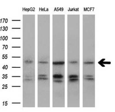 Western Blot: IGBP1 Antibody (OTI4F6)Azide and BSA Free [NBP2-71009]