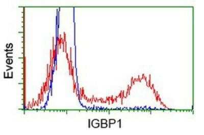 Flow Cytometry: IGBP1 Antibody (OTI4F6) [NBP2-02560]