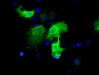 Immunocytochemistry/ Immunofluorescence: IGBP1 Antibody (OTI4F6) [NBP2-02560]