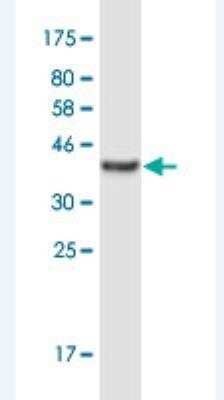 Western Blot: IGDCC3 Antibody (6B12) [H00009543-M01-100ug]