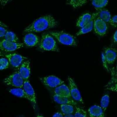 Immunocytochemistry/ Immunofluorescence: IGF-I/IGF-1 Antibody (IGF1/1020) - Azide and BSA Free [NBP2-48001]