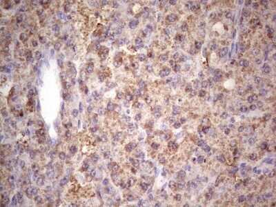 Immunohistochemistry: IGF-I/IGF-1 Antibody (OTI4B12) - Azide and BSA Free [NBP2-71010]