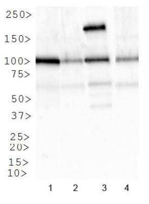 Western Blot: IGF-I R/IGF1R AntibodyBSA Free [NBP1-77680]