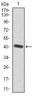 Western Blot: IGF-II/IGF2 Antibody (8H1)BSA Free [NBP2-37462]