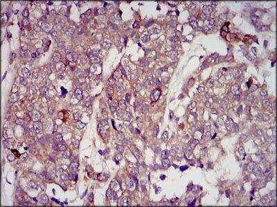 Immunohistochemistry-Paraffin: IGF-II/IGF2 Antibody (8H1) - BSA Free [NBP2-37462]