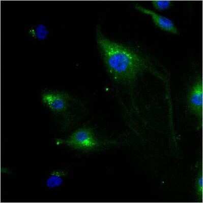 Immunocytochemistry/ Immunofluorescence: IGF-II R/IGF2R Antibody (2G11) - Azide and BSA Free [NBP2-80785]