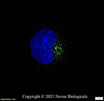 Immunocytochemistry/ Immunofluorescence: IGF-II R/IGF2R Antibody (2G11) - BSA Free [NB300-514]