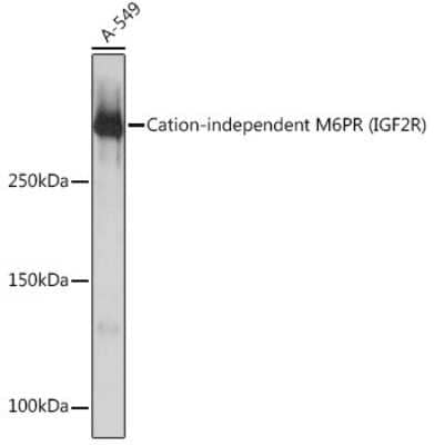 Western Blot: IGF-II R/IGF2R Antibody (4J4A3) [NBP3-16270]