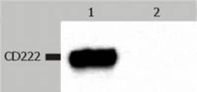 Western Blot: IGF-II R/IGF2R Antibody (MEM-238)BSA Free [NB500-464]