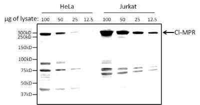 Western Blot: IGF-II R/IGF2R Antibody [NB100-74387]